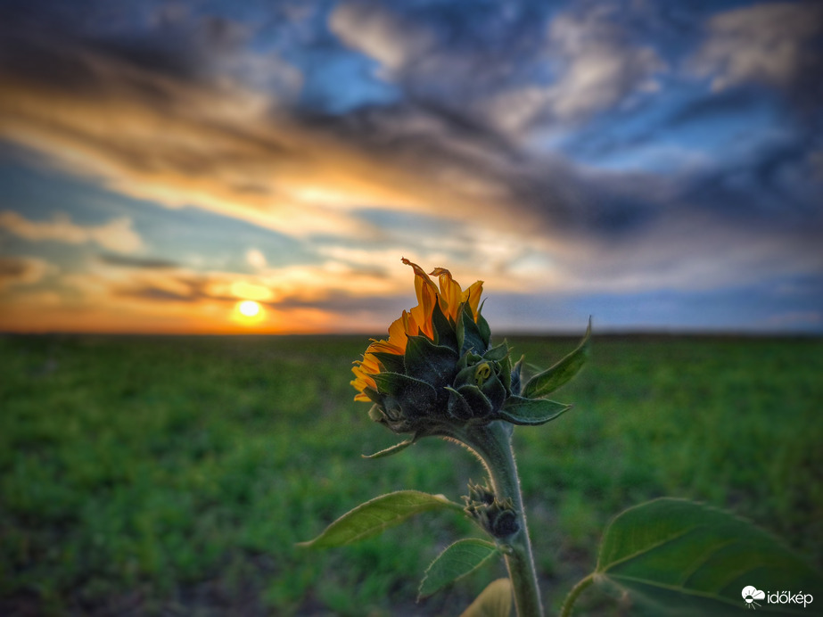 Elárvult napraforgó várja a nyári időszámítás utolsó naplementéjét