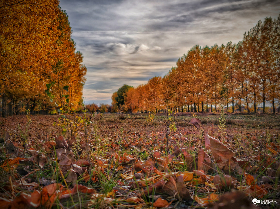 Gyarapodó levélszőnyeg
