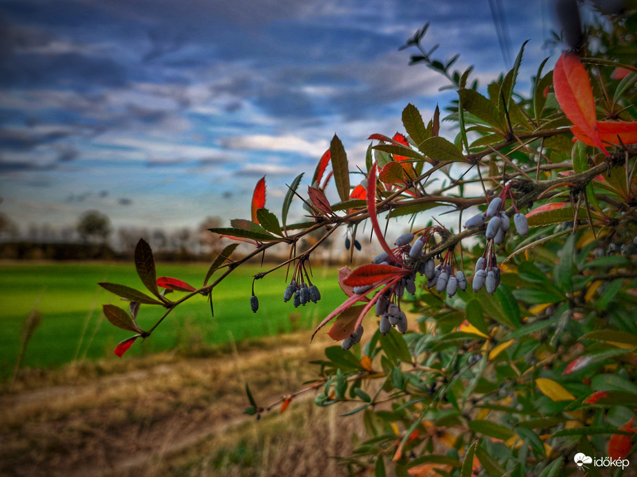 Borbolya az őszi határon