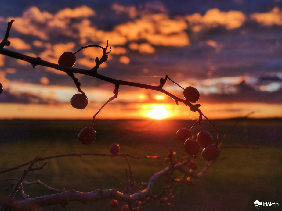 Bogyós novemberi naplemente