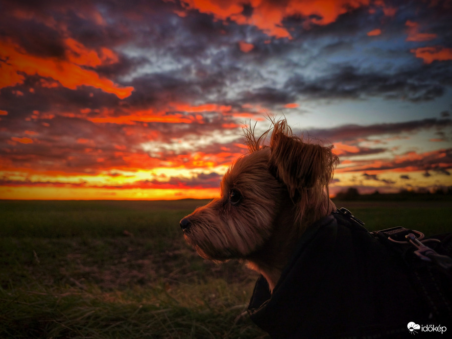 Mazsola is részese volt az alkonyati csodának