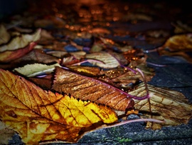 Levelek egy nyirkos, esős novemberi estén