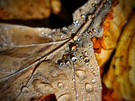 Kincsek egy novemberi estén