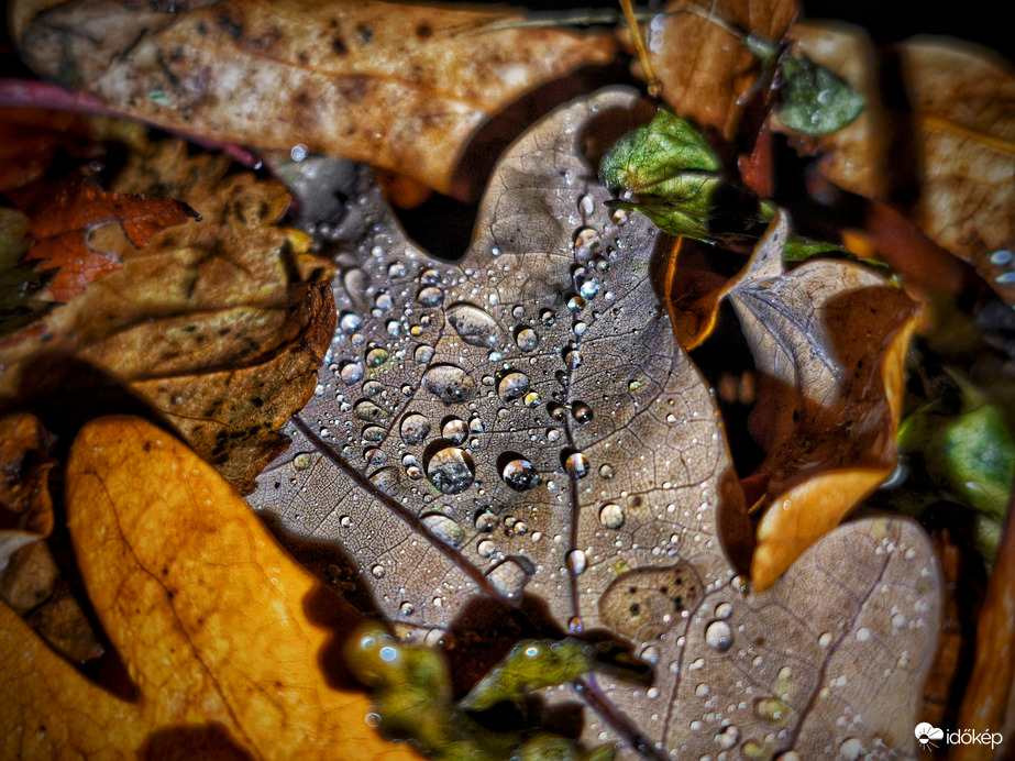 Kincsek egy őszi levelen a levelek között