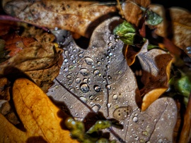 Kincsek egy őszi levelen a levelek között