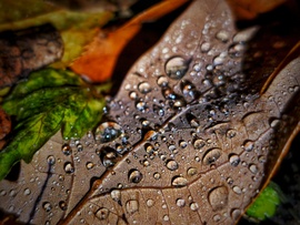 Cseppes november levelek esti megvilágításban