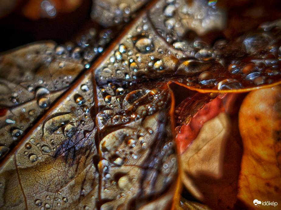 Őszi kincsek birodalma