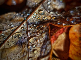 Őszi kincsek birodalma