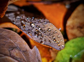 Szitáló eső esti tálalása