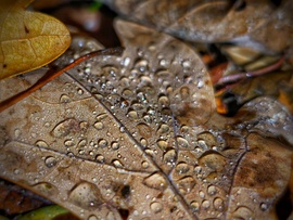 Jelentéktelen eső esti varázsa