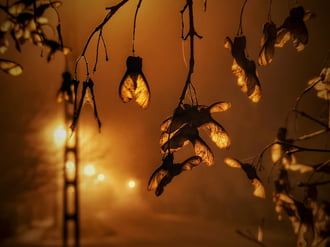 Ködös novemberi este