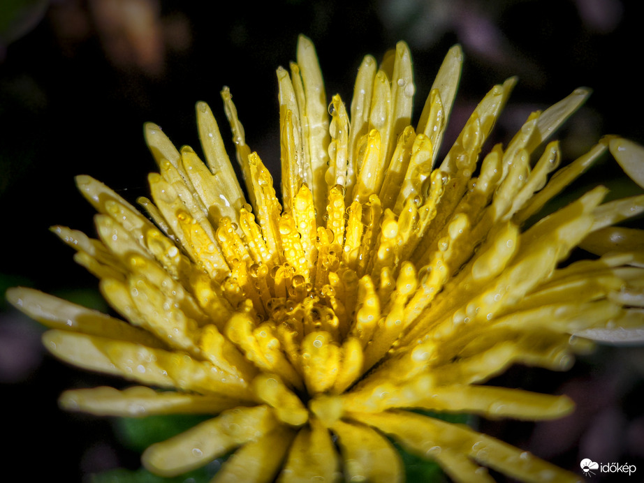 Novemberi kincses aranylelőhely