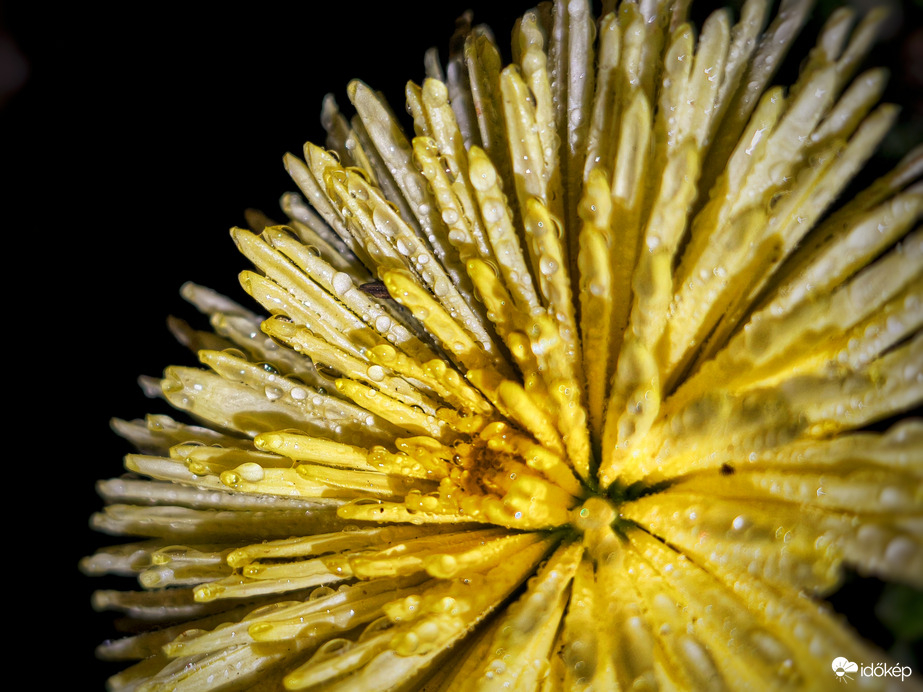 Aranyat érő ködszitálás