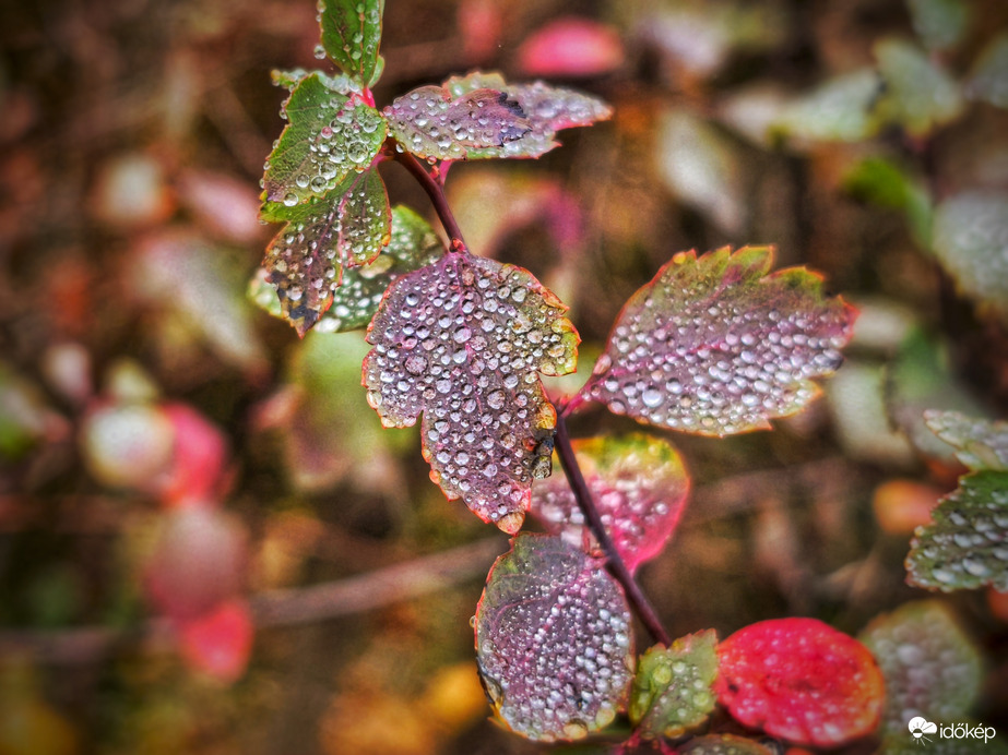 Novemberi köd gyöngyös tálalása