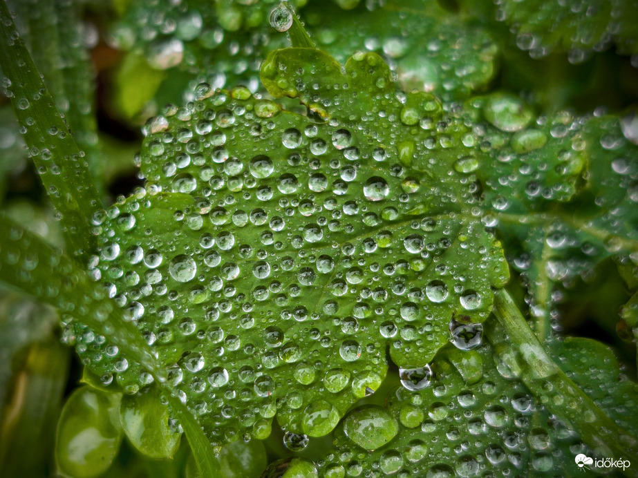 Megannyi gyöngy egy aprócska levelen