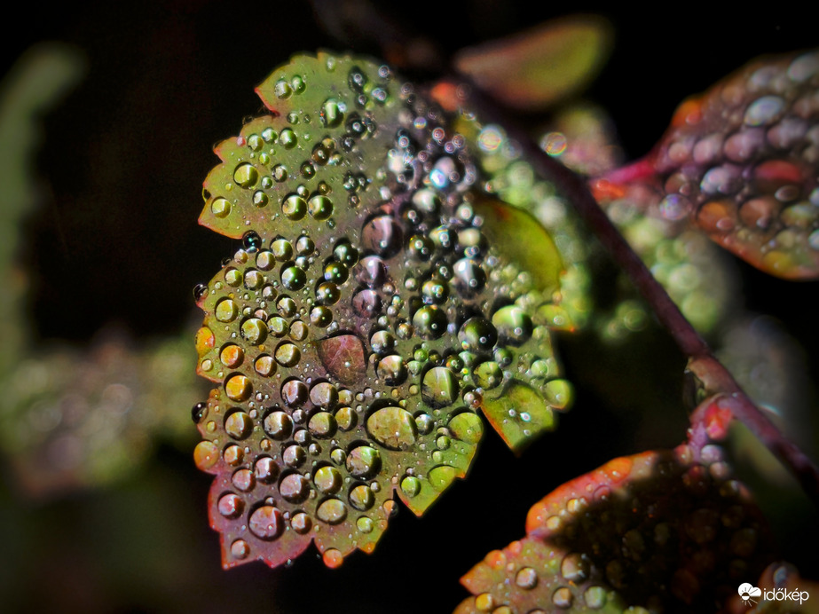 Gyöngyök a sötétségből kiragadva