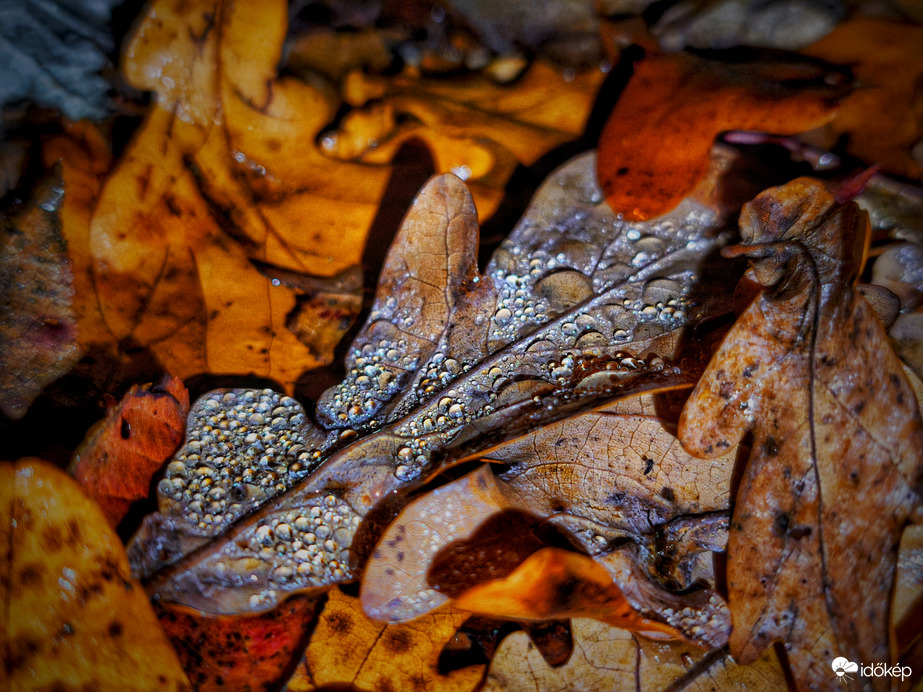 Nyirkos november éjjeli csendélet