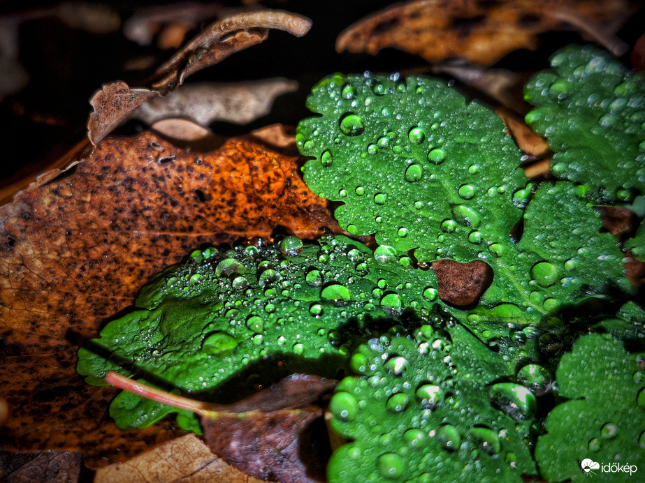 Az ősz maradt, a tél csak benézett hozzánk