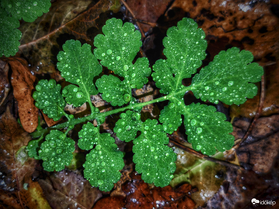 Gyöngyöző gyönyörűség