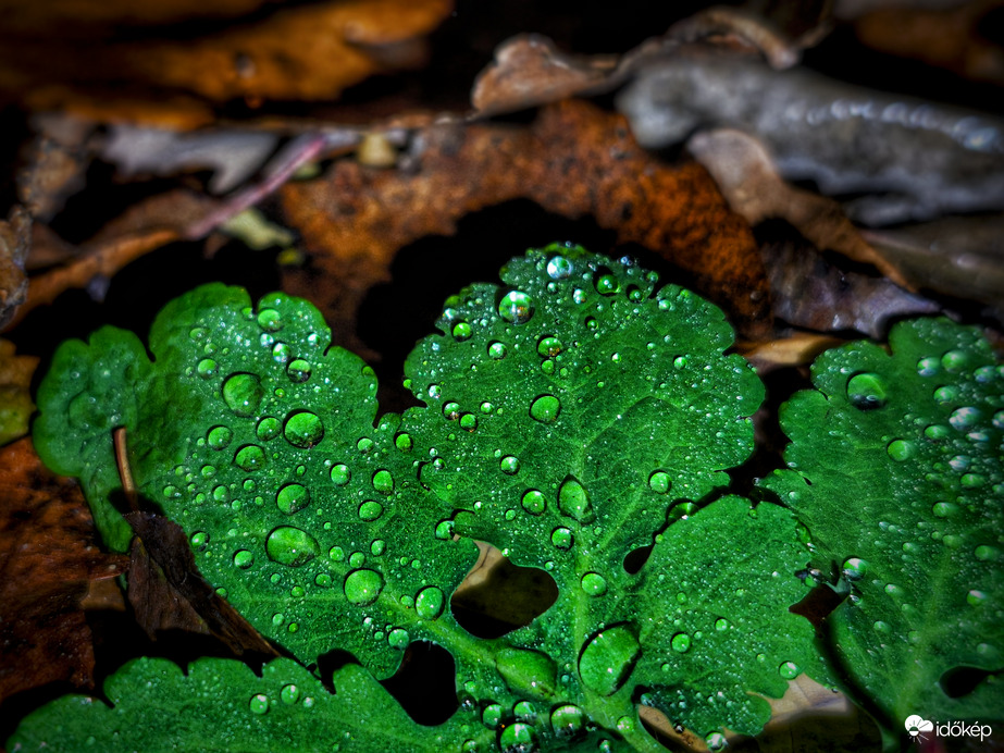 Az időnként eleredő eső csodái