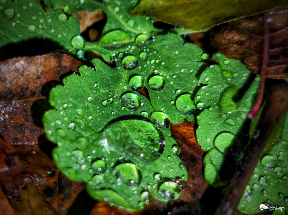 Gyöngyfalók társasága