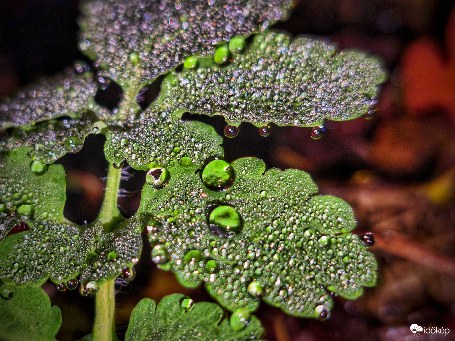 Gyöngyök világában elmerülve