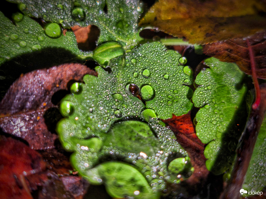 Ködgyöngyök csodájára járva