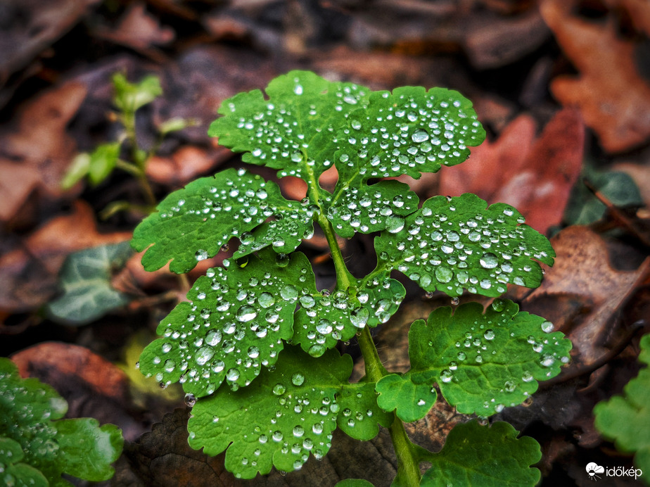 Ezüstös kincsek a borús időben