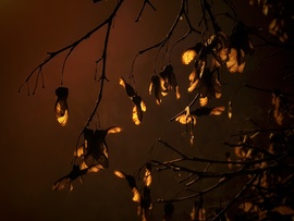 Lámpafény közelségében