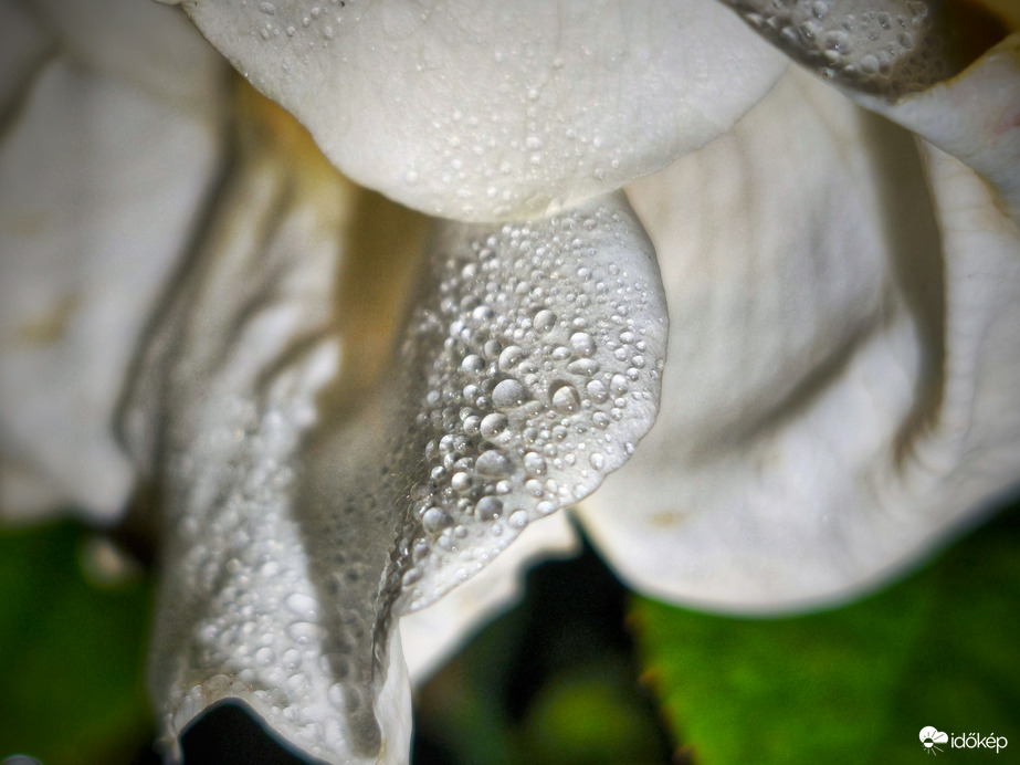 Fehér rózsa a decemberi szitálásban