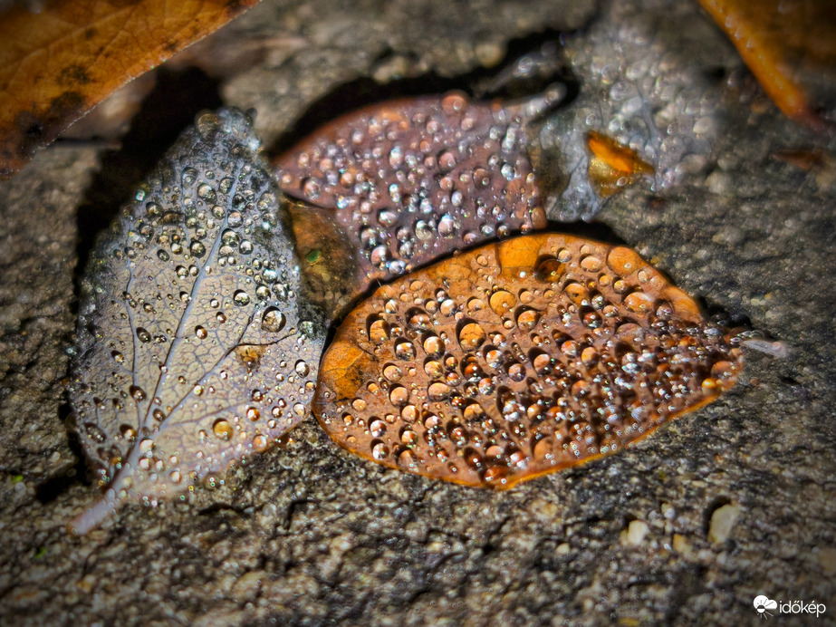 Szitálás decemberi tálalása