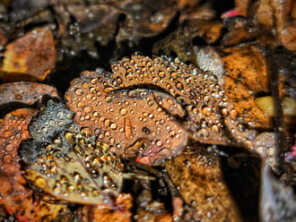 Szitálás a decemberi estében