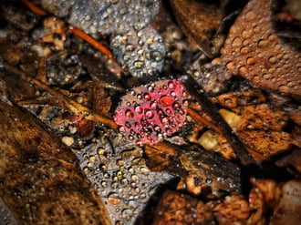 Őszi színpaletta advent negyedik vasárnapján