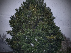 Örökzöld és a havazás ellenállhatatlan látványa