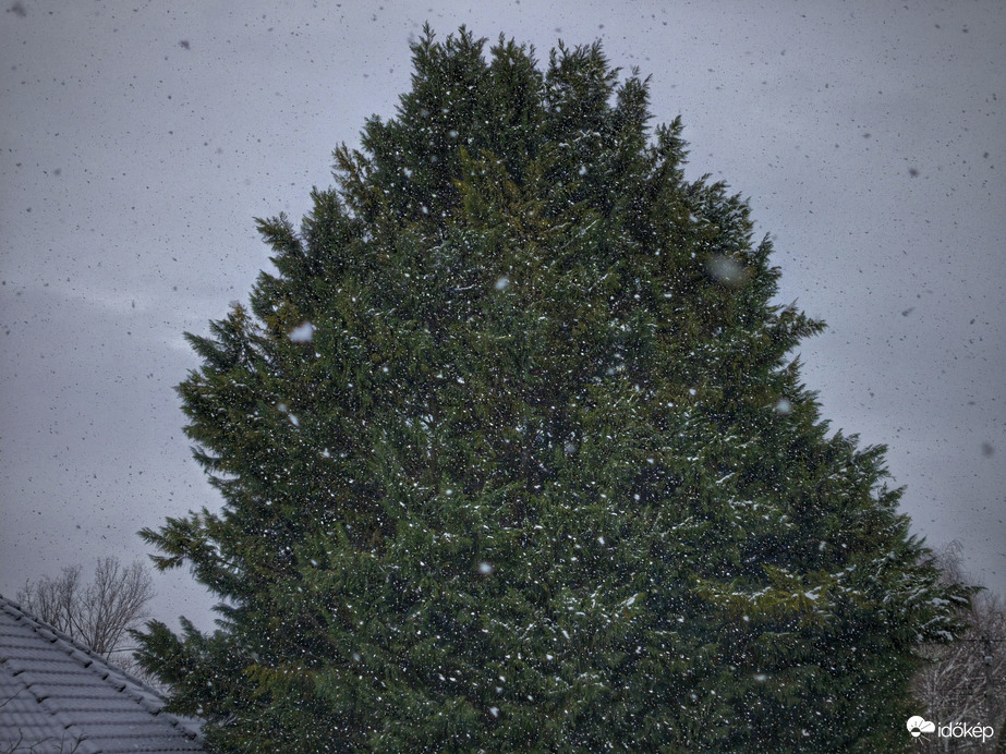 Hópelyhek tánca a fenyves előtt