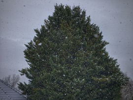 Hópelyhek tánca a fenyves előtt