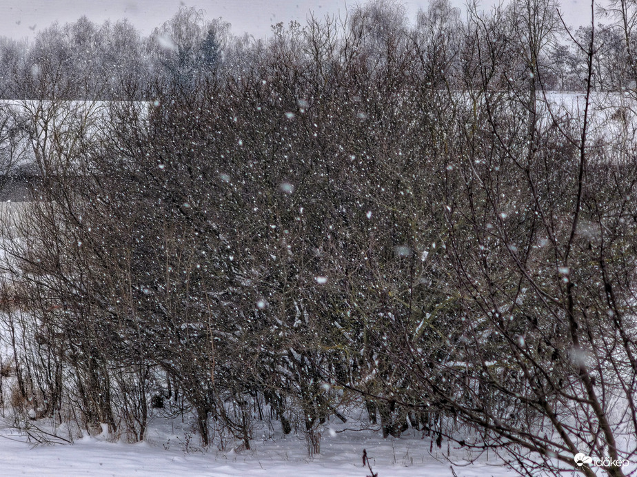 A bozótos kiváló kontrasztot ad a havazás megfigyelésére