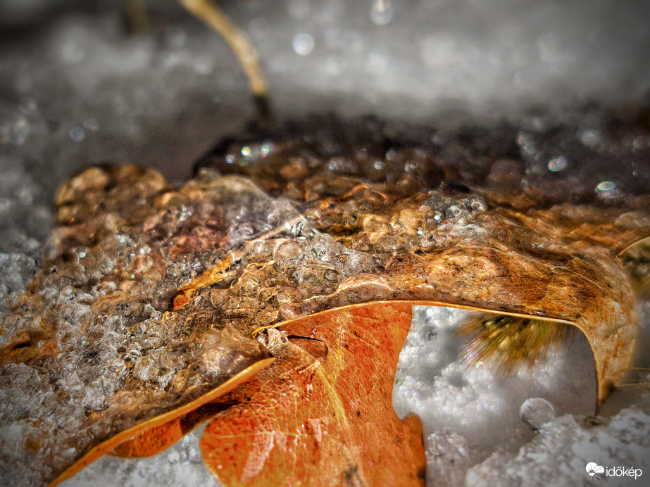 Egy levél jégbe burkolt téli álma