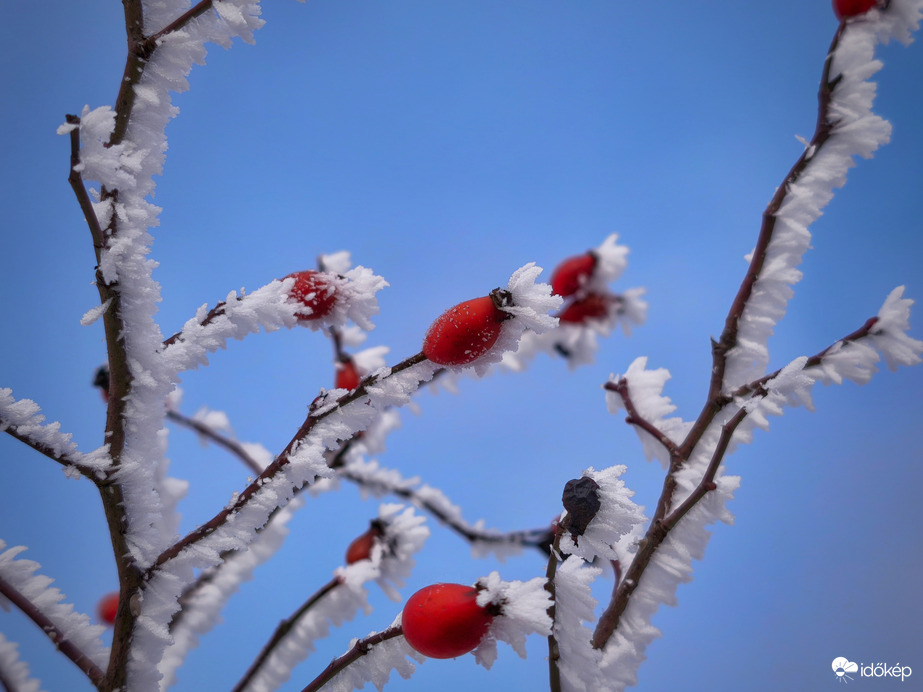 Zúzmarás csipkebogyók a kékellő éggel