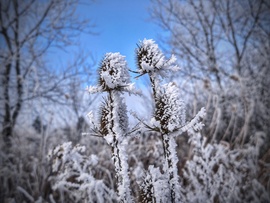 Zúzmarás integetők