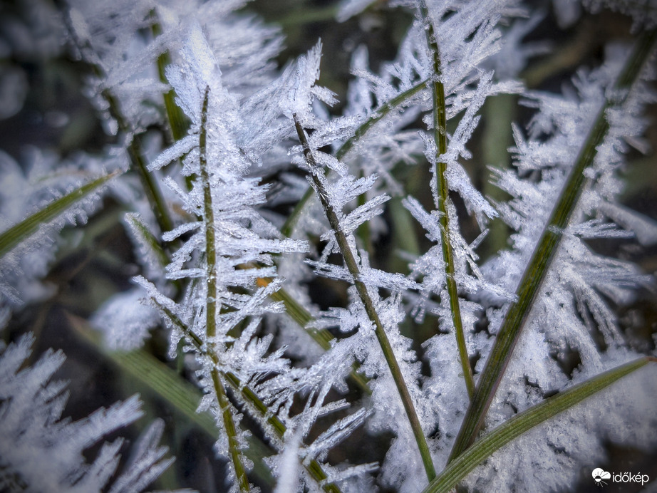 Tüskéket növesztett fűszálak