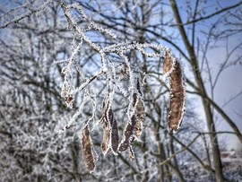 A zúzmara búcsújának kezdetén