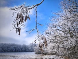 Napfény éri a zúzmarás tájat