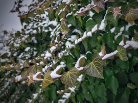 Borostyán a hóesésben