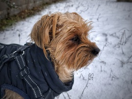 Mazsola és a havazás