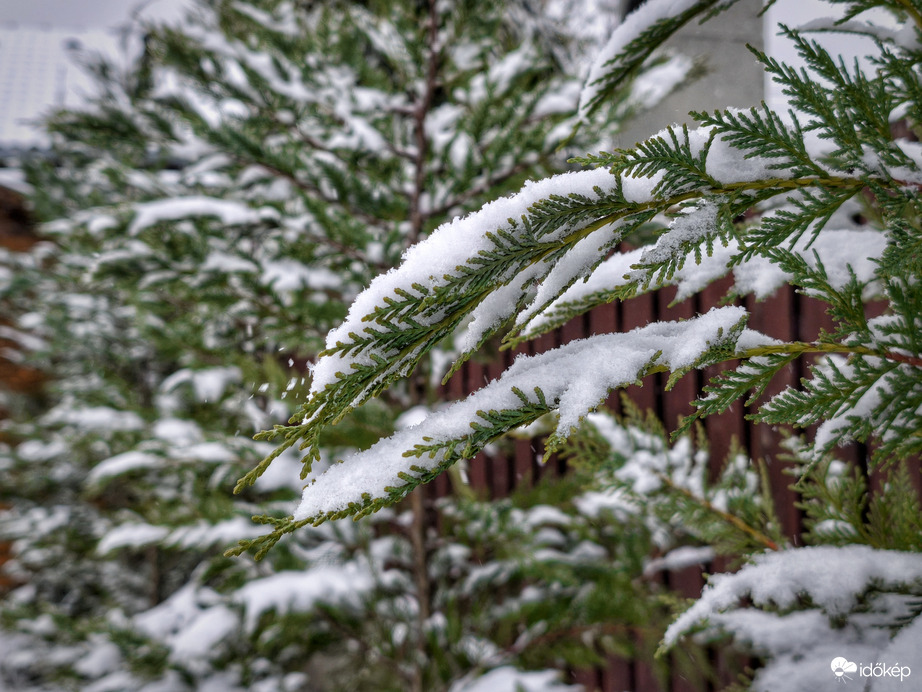 Tuják a havazásban