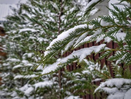 Tuják a havazásban