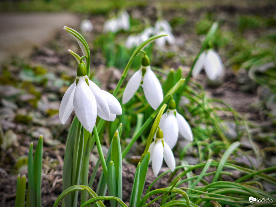 A hóvirágok előbújtak, a hó pedig eltávozott