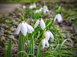A hóvirágok előbújtak, a hó pedig eltávozott