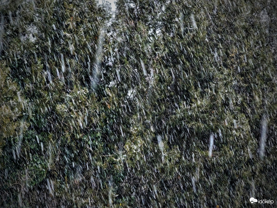 Hull a pelyhes fehérség